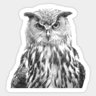 Black and White Owl Sticker